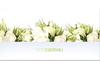 BL232F Bons-cadeaux pour les fleuristes BL232F Bons-cadeaux pour les fleuristes