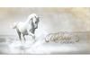 SP229F Bon-cadeau MC | équitation et centres équestres SP229F Bon-cadeau MC | équitation et centres équestres