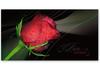 U211F Bon-cadeau MC U211F Bon-cadeau MC