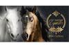 SP239F Bon-cadeau MC | magasin d‘équitation SP239F Bon-cadeau MC | magasin d‘équitation